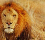 africa